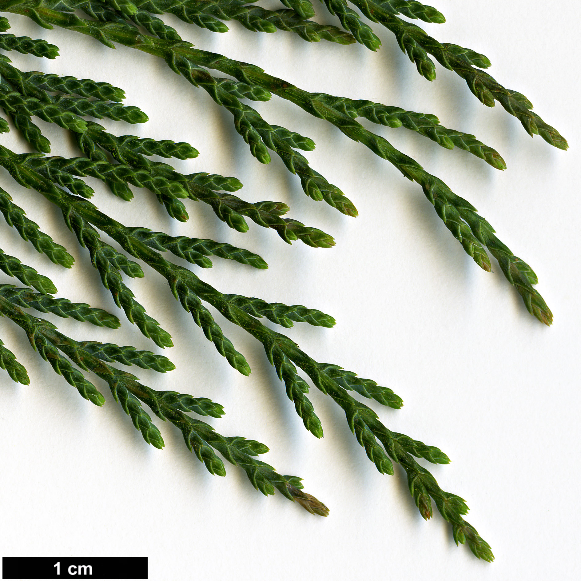 High resolution image: Family: Cupressaceae - Genus: Cupressus - Taxon: himalaica